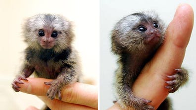 You thought your teacup-sized Bichon Frise was small? Get a load of what nature has been up to while you were busy grooming. Just don't blink or you'll miss these tiny beasts.